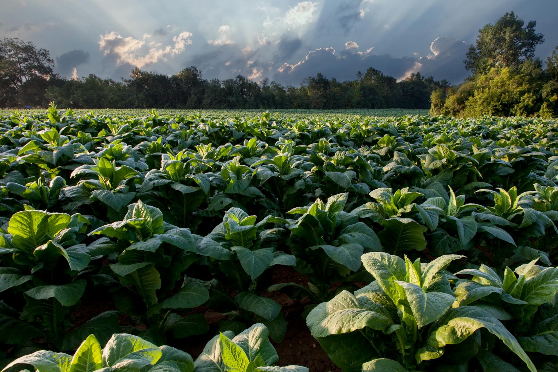 Lush green agricultural field