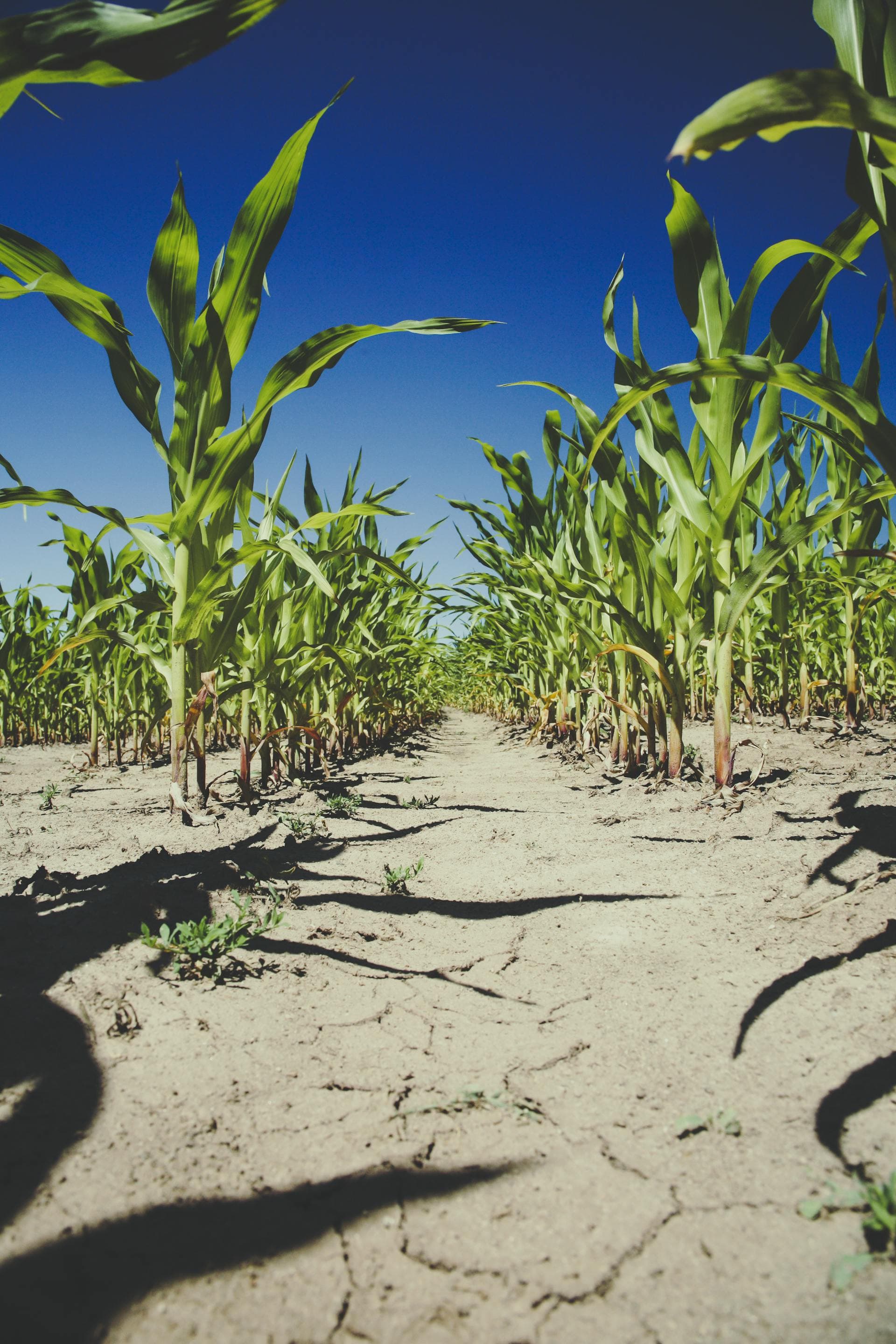 Maize crop field