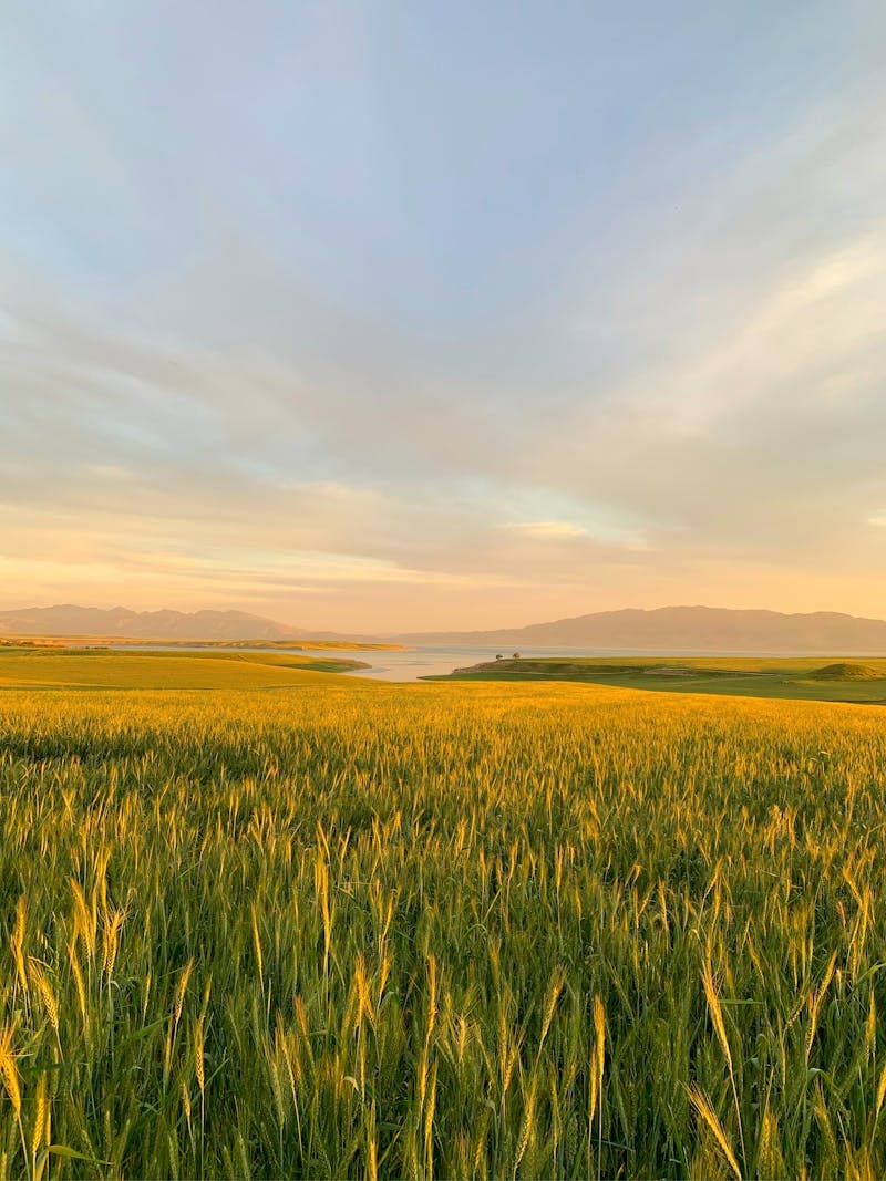 Glyphosate 480SL