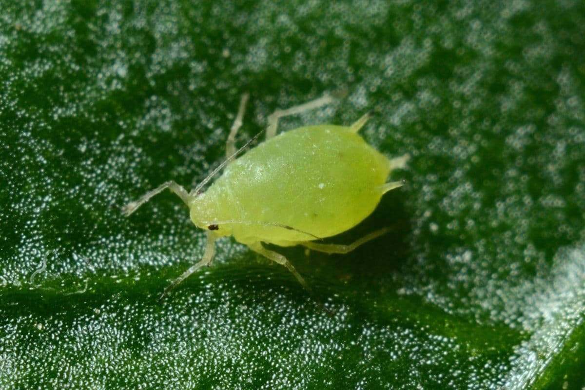 Understanding and Controlling Aphids in Vegetable Crops