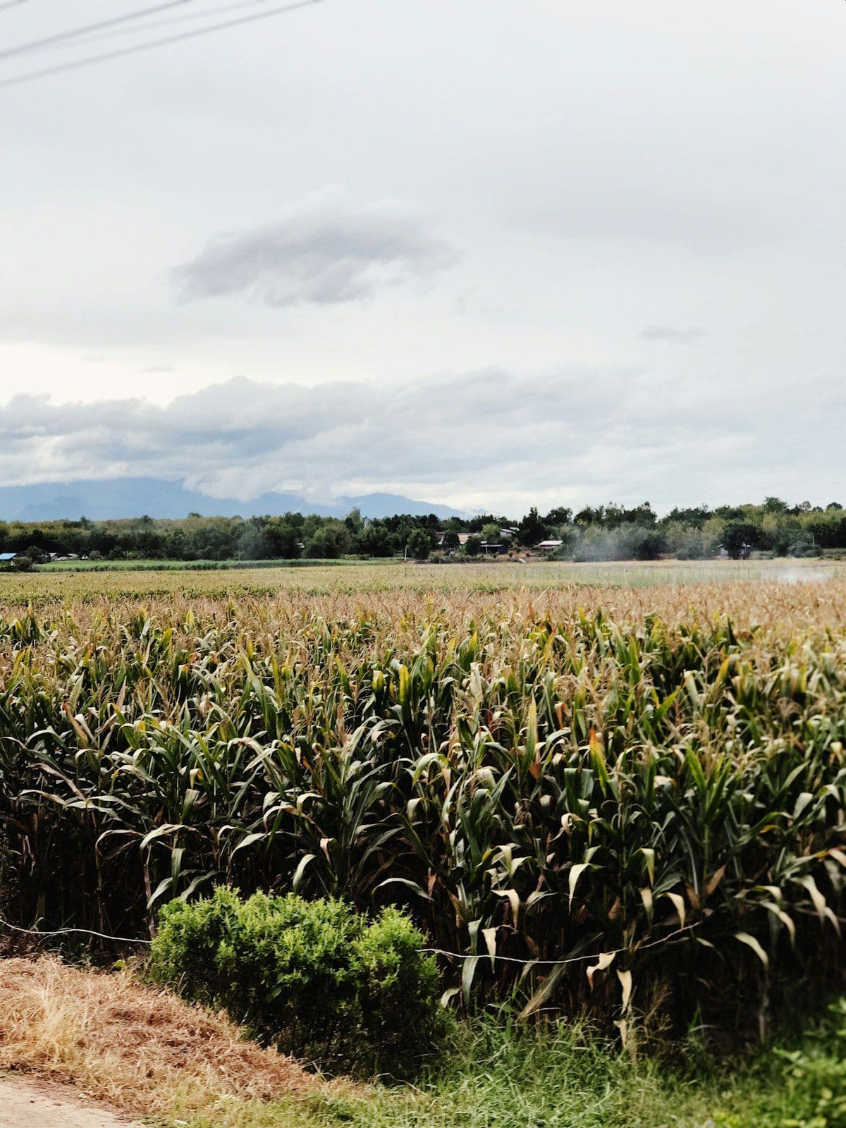 Post-Emergence Grass Control in Maize: Getting the Timing Right