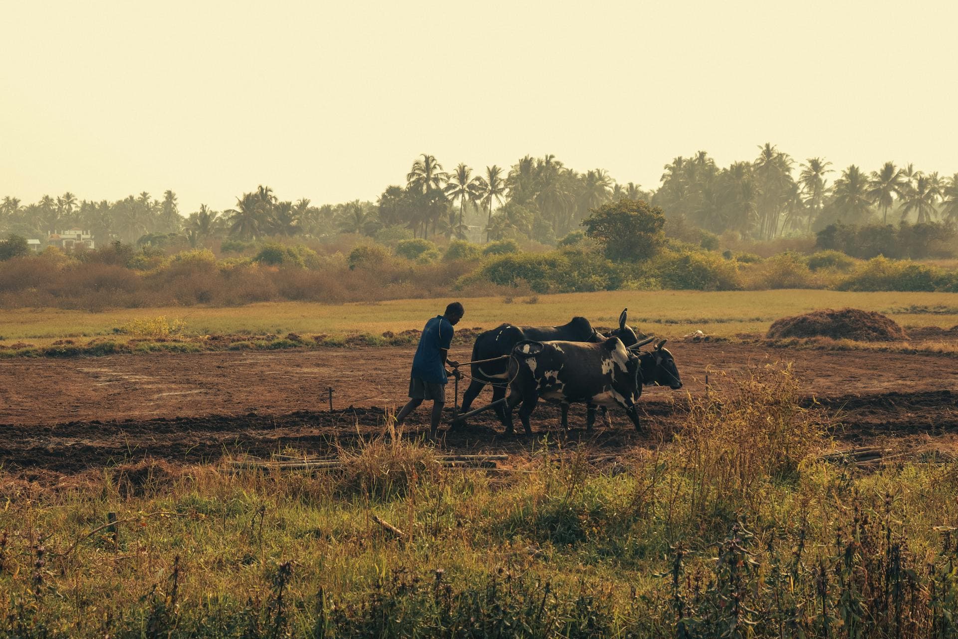 African farmer ploughing field