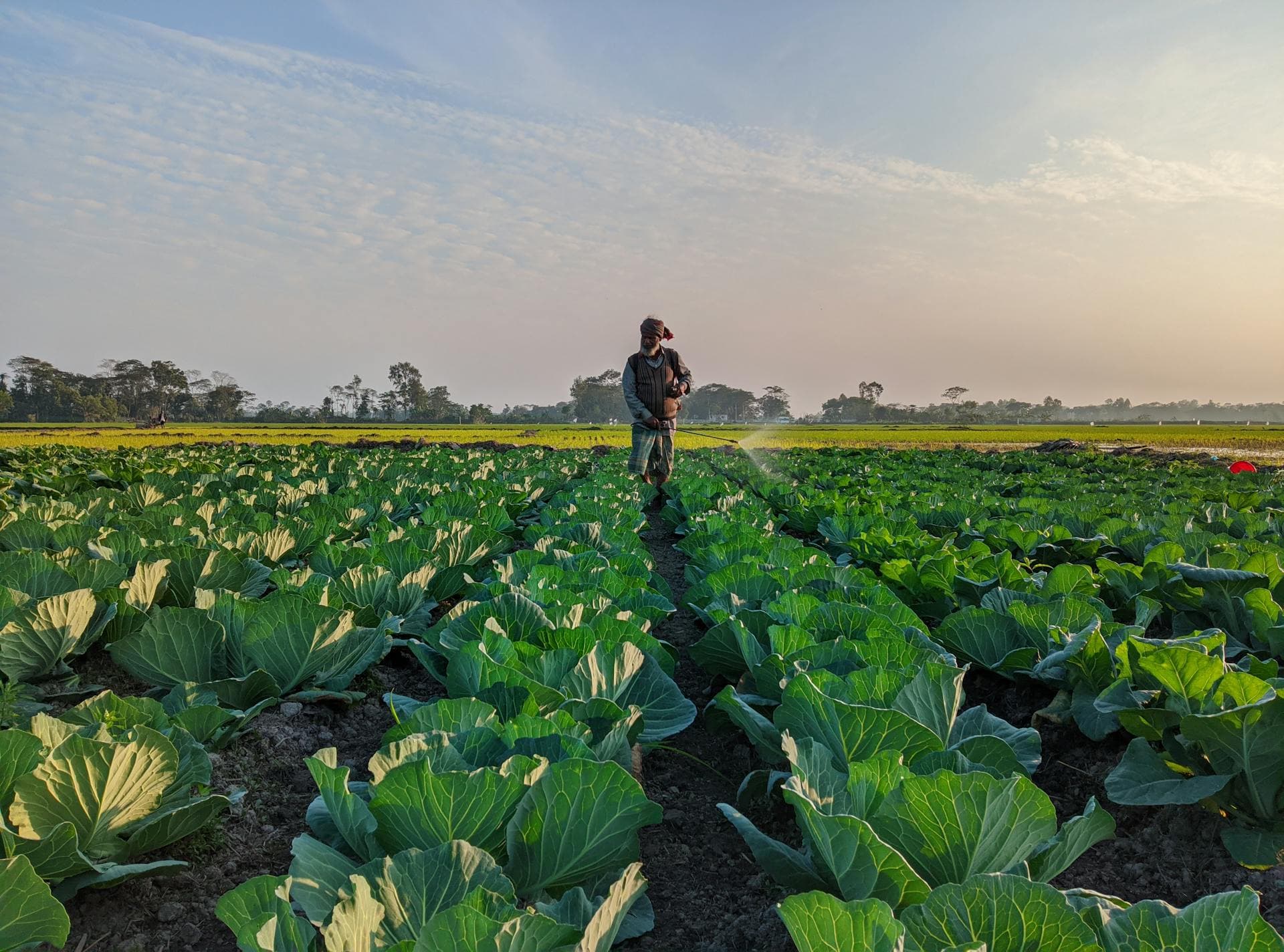 Farmer spraying crops in a field