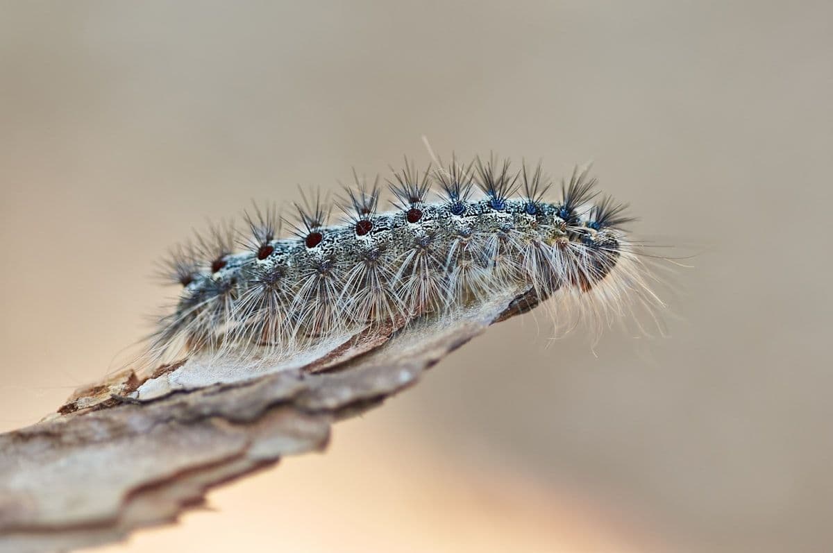 Effective Strategies for Controlling Fall Armyworm in Maize