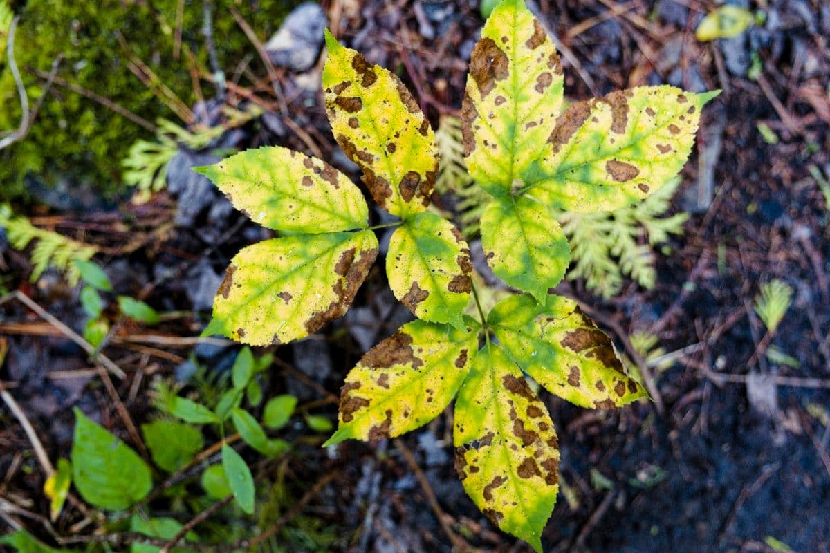 Managing Fungicide Resistance: Rotation Strategies That Work