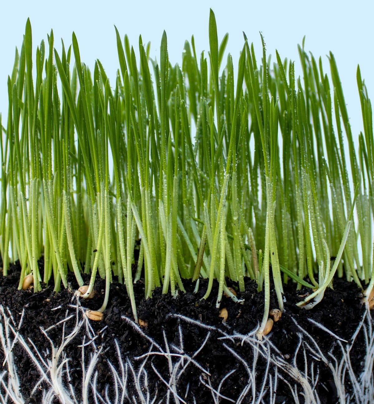 Managing Plant-Parasitic Nematodes in Vegetable Production